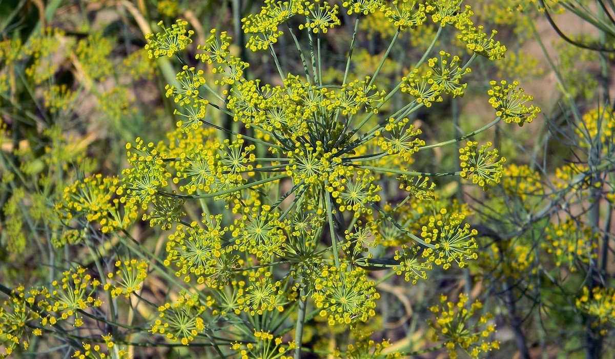 A Simple Guide to Drying Herbs and Flowers