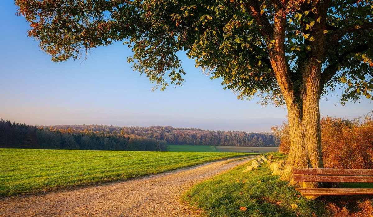 The Art of Slow Mornings Without Digital Distractions